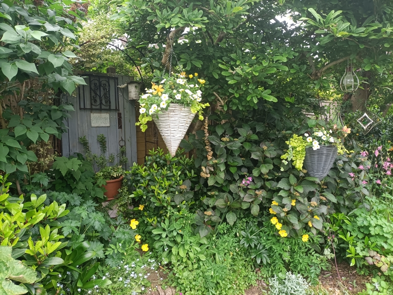 Judy’s Cottage Garden